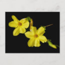 Recherche de jasmin cartes postales Jaune