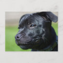 Recherche de stafford cartes postales Chien