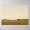 Recherche de bison américain posters Naturel