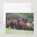Zoek naar ponies briefkaarten Ras