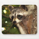 Recherche de ratons laveurs tapis souris Nature