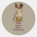 Recherche de chien berger australien autocollants Chiens