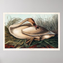 Recherche de audubon de jame de john Vintage