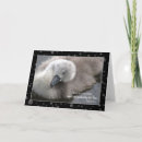 Recherche de cygne noir cartes postales Cygnet