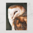Recherche de de hibou cartes postales Oiseaux de proie