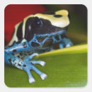 Recherche de surinam autocollants Grenouille