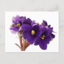 Recherche de violette africaine cartes postales Blanc