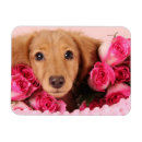 Recherche de teckels magnets Mignon