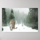 Recherche de snow leopard posters Nature