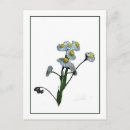 Recherche de dessin marguerite cartes postales Marguerites