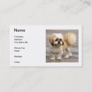 Recherche de tzu de shih cartes visite Chien