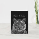 Zoek naar zwarte witte tijger briefkaarten Tijgers