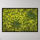 Recherche de fruit de la vigne posters Vert