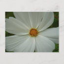 Recherche de fleur de cosmos cartes postales Nature