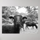 Recherche de moutons noirs posters Animal