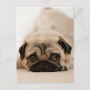Recherche de puppy cartes postales Photographiy
