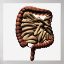 Recherche de organes humains posters 3d