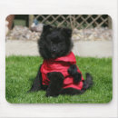 Recherche de chien pomeranian tapis souris Noir