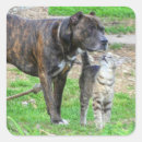 Recherche de terrier de pitbull américain autocollants Bulle