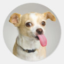 Recherche de de chiwawa autocollants Mignon