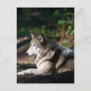 Zoek naar grijze wolf briefkaarten Dieren