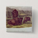 Recherche de bisons de buffle badges Troupeau