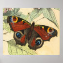 Zoek naar pauw vlinder posters Natuur