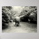 Recherche de éléphant noir blanc posters Animaux sauvages