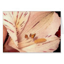 Recherche de péruvien cartes postales Floral