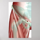 Zoek naar heup posters Medisch