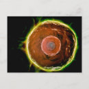Recherche de cellules cartes postales Système immunitaire