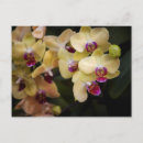 Recherche de orchidée rose cartes postales Nature
