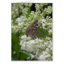 Recherche de papillons mites cartes postales Fleurs