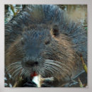 Recherche de castors posters Rongeur