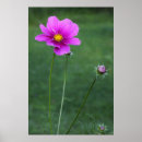 Zoek naar asters posters Roze