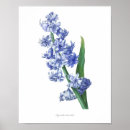 Zoek naar antiek botanische druk posters Bloem