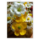 Recherche de renoncule cartes postales Blanc