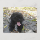 Recherche de chiots mignons cartes postales Chien