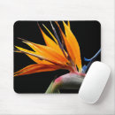 Recherche de oiseaux tropicaux tapis souris Botanique