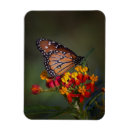 Recherche de tropical papillon magnets Faune