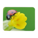 Recherche de coccinelle magnets Animal