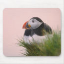 Recherche de atlantique tapis souris Islande