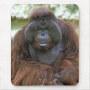 Recherche de primats tapis souris Orang outan