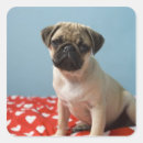 Recherche de chiot carlin autocollants Animaux domestiques