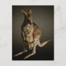 Recherche de kangourou australie cartes postales Sortie