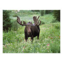 Recherche de moose posters Grenier