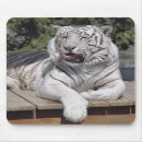 Recherche de tigre blanc tapis souris Nature