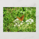 Recherche de papillon orange cartes postales Noir