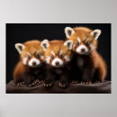Zoek naar rode panda posters Natuur