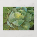 Recherche de choux cartes postales Vie